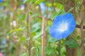 Morning glory in bloom or Blue flower on the bamboo wooden fence. Royalty Free Stock Photo