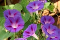 Morning Glory Blooms