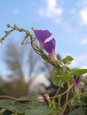 Morning Glory blooms and vine in early morning sunlight reaching skyward