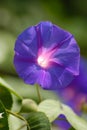 Morning Glory Blossom Royalty Free Stock Photo