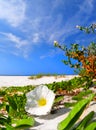 Morning Glory Blossom on Beach Royalty Free Stock Photo