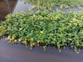 Morning glory clump green vegetable isolated on water surface background closeup.
