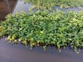 Morning glory clump green vegetable isolated on water surface background closeup. Royalty Free Stock Photo