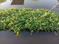 Morning glory clump green vegetable isolated on water surface background closeup.