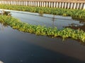 Morning glory clump green vegetable isolated on water surface background closeup.