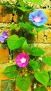 Morning Glory 3color flower image Royalty Free Stock Photo