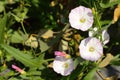 Morning glory , Convolvulus arvensis flowers near Pune Royalty Free Stock Photo