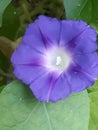 Morning glory detail purple flower