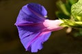 Morning glory with flower, drug of the aztecs