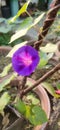 Morning glory flower in early morning sunlight.