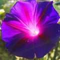 Morning Glory Flower Glowing Purple Shades in the Sunshine Royalty Free Stock Photo