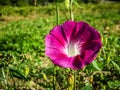 Morning glory flower Ipomoea pink in the field. Royalty Free Stock Photo