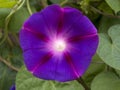 Morning glory flower