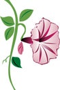 Morning Glory Flower in Pink