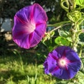 Morning Glory Flower - Purple Ultraviolet -  With Green Vegetation Background