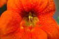 Morning glory flower stamen