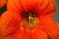 Morning glory flower stamen