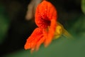 Morning glory flower stamen