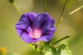 A morning glory flower during the summer