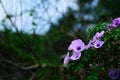 Morning glory flower, nature Royalty Free Stock Photo