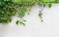 Morning glory flower & x28;ipomoea cairica& x29; bloom on the wall