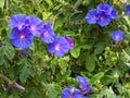 Morning Glory flowering in green bush Royalty Free Stock Photo