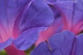 Morning Glory flower petals macro Royalty Free Stock Photo