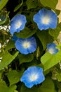 Morning glory flowers