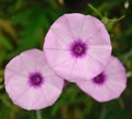 Morning glory flowers