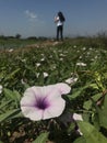 Morning Glory flowers blossoms.