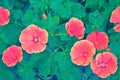 Closeup of a petunias on a flowerbed, pink flowers, floral background