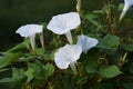 Morning glory flowers Royalty Free Stock Photo