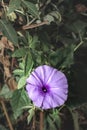 Morning glory flowers Convolvulaceae blossoming in the early morning, Uganda