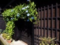 Morning glory flowers in front of an old Japanese house Royalty Free Stock Photo