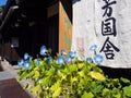 Morning glory flowers in front of an old Japanese house Royalty Free Stock Photo