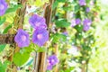 Morning glory flowers in garden nature
