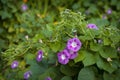 Morning Glory flowers Royalty Free Stock Photo