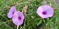 Morning glory flowers grow freely in the wild Royalty Free Stock Photo