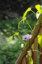 Morning glory flowers. Royalty Free Stock Photo