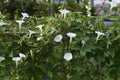 Morning glory flowers Royalty Free Stock Photo