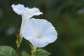 Morning glory flowers Royalty Free Stock Photo