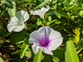 Morning Glory Flowers Plant in the Garden Royalty Free Stock Photo