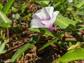 Morning Glory Flowers Plant in the Garden Royalty Free Stock Photo