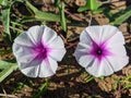 Morning Glory Flowers Plant in the Garden Royalty Free Stock Photo