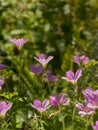 Morning glory flowers Royalty Free Stock Photo