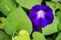 Morning glory flowers with water drops Royalty Free Stock Photo