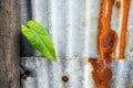 Glory leaf and galvanized steel fence rust and corrosion Royalty Free Stock Photo