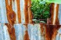 leaves and galvanized steel fence rust and corrosion Royalty Free Stock Photo