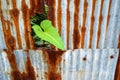 Morning glory and galvanized steel fence rust and corrosion Royalty Free Stock Photo