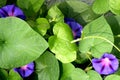 Morning Glory in garden 2 Royalty Free Stock Photo